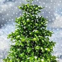 Christbaum