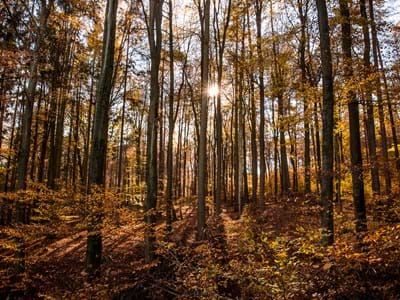 Herbstwald