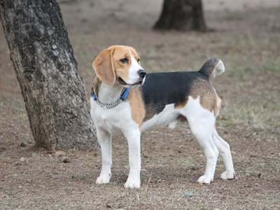 Hunde bitte anleinen!