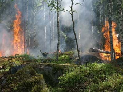 Waldbrandgefahr