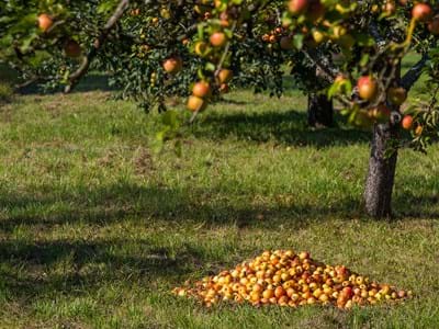 Anlieferungen von Fallobst etc. auf den gemeindlichen Grüngutplätzen