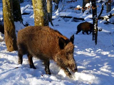 Jagd