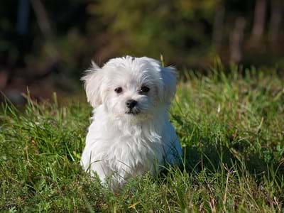 Hundesteuer