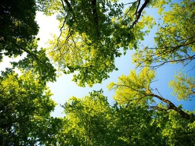 Wald