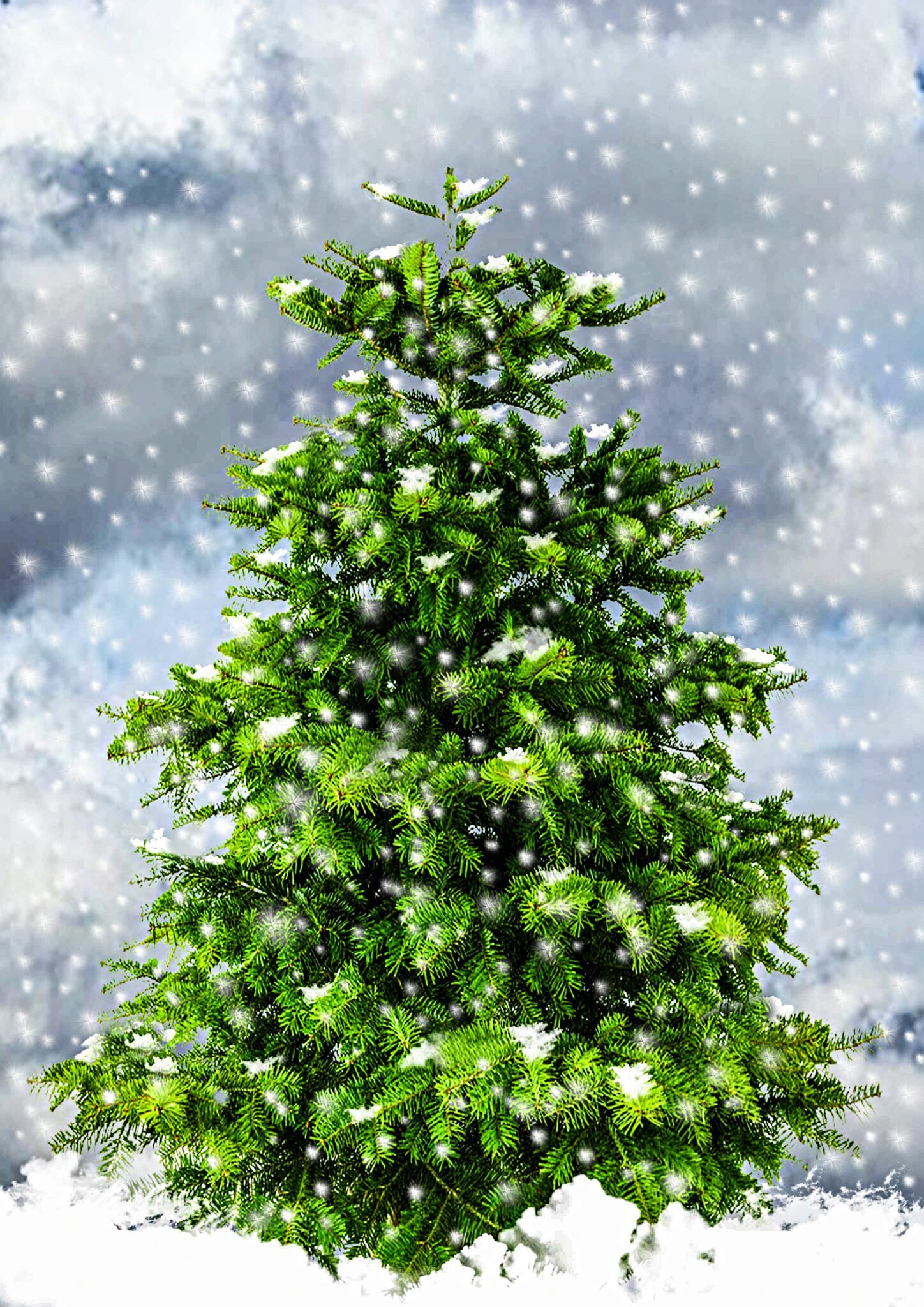 Christbäume gesucht